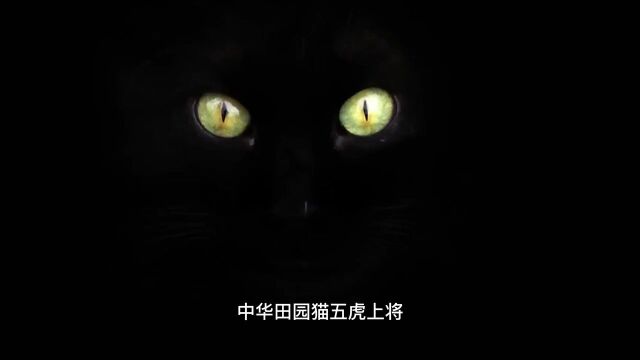 虎年特辑:中华田园猫五虎将隐藏弹,黑漆麻虎玄猫猫猫咪中华田园猫玄猫宠物知识宠物科普