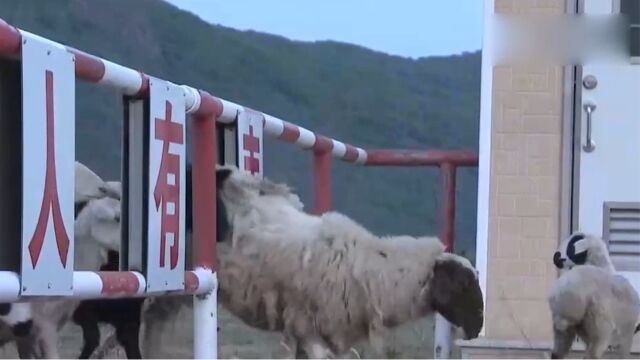 内蒙古赤峰:阿鲁科尔沁旗14.6万牲畜转场夏营地