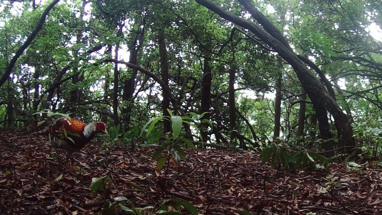 “鸟中大熊猫”白颈长尾雉现身邵阳县河伯岭国有林场