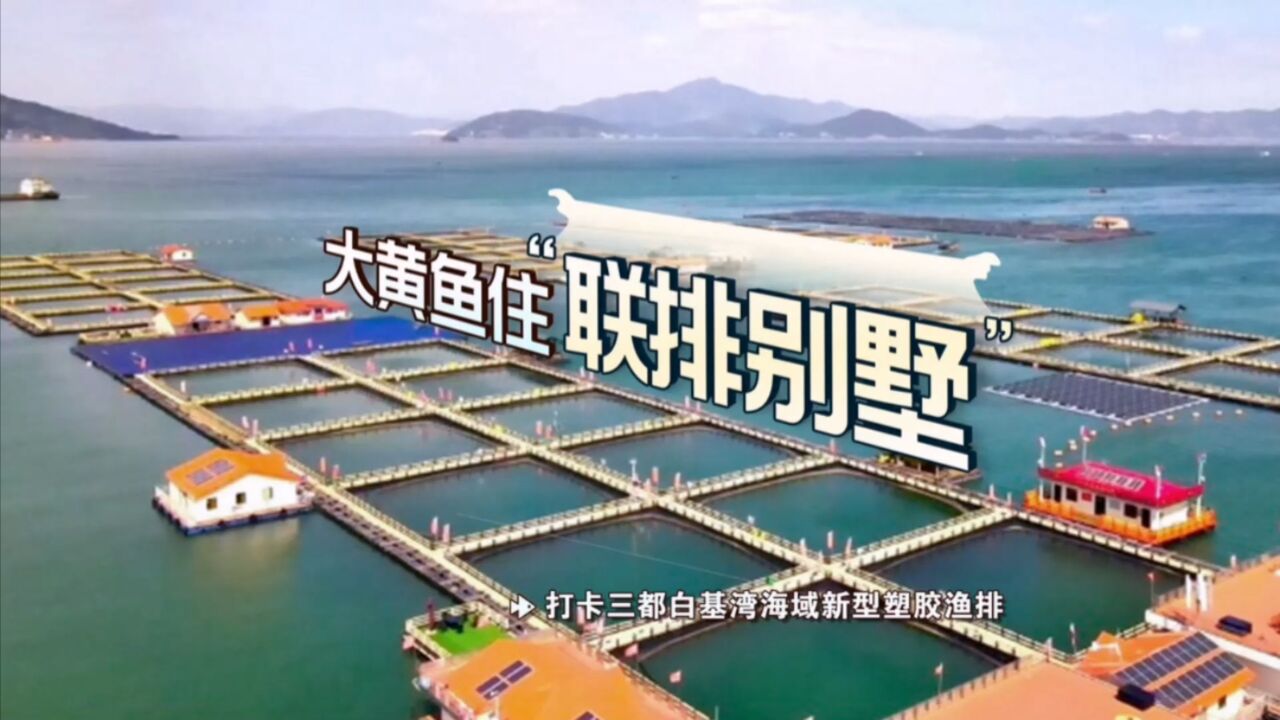 大黄鱼住“连排别墅”?打卡三都白基湾海域新型塑胶渔排