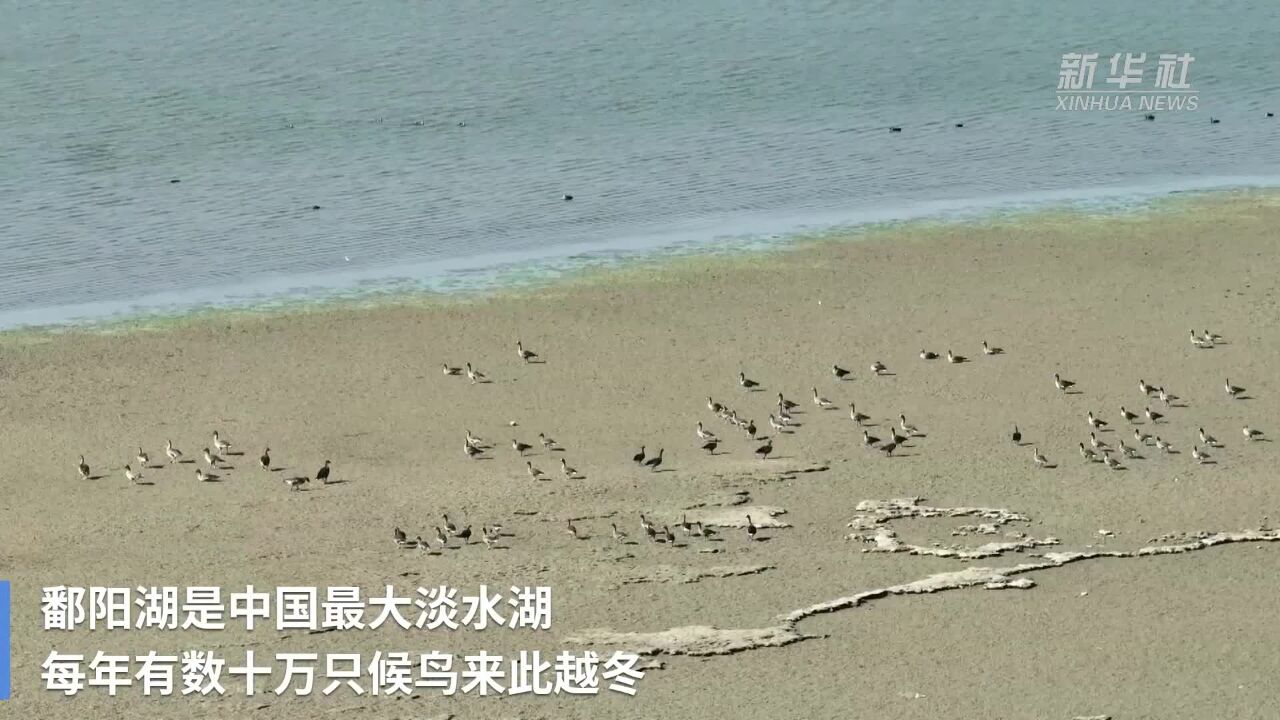 江西湖口:鄱湖湿地美 候鸟入画来