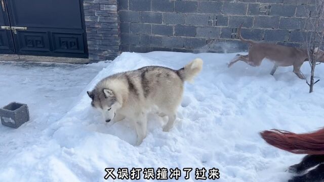 哈士奇破坏了矮马的好事,矮马非常生气,一直找机会想要报仇#哈士奇#矮马#法拉贝拉矮马#舍特兰矮马#宠物#萌宠#马3