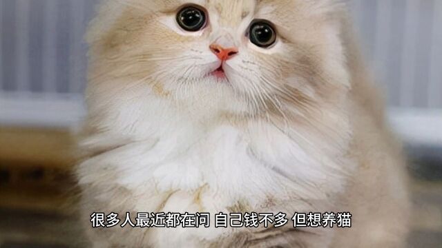 能穷养的猫,价格低、好养活,月薪三千也能养