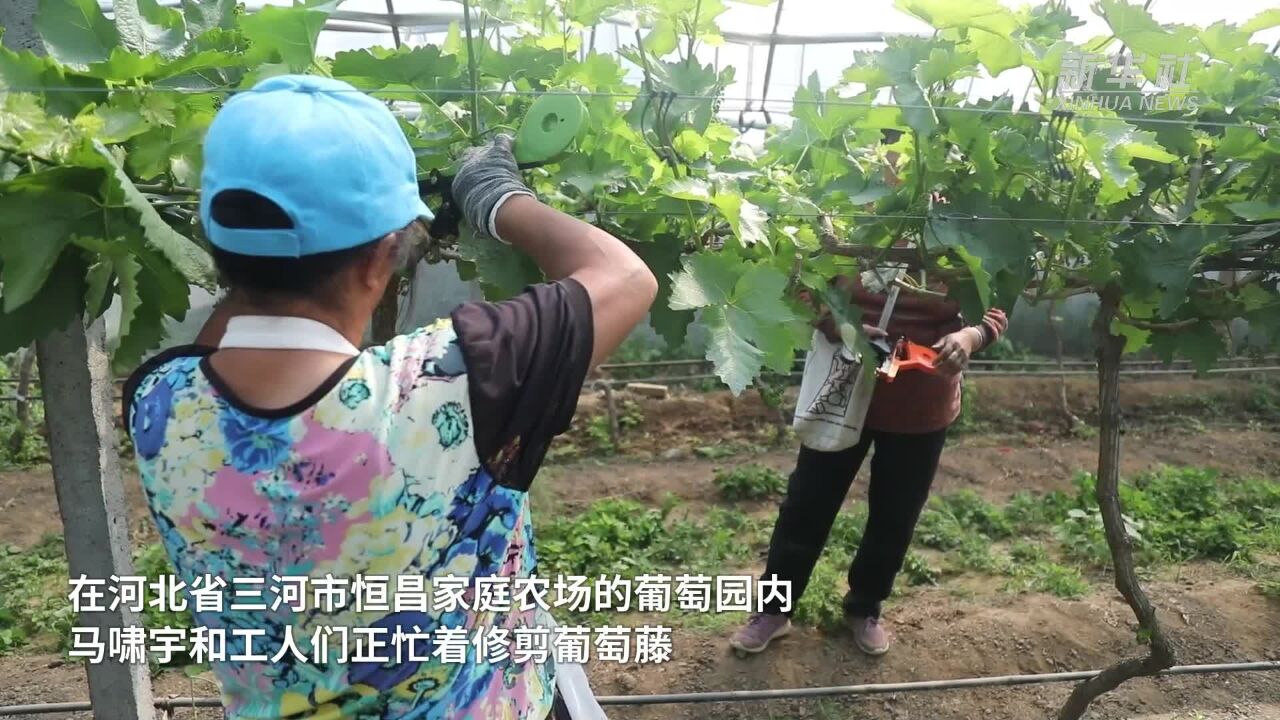 河北三河:新农人用葡萄产业托起兴农梦想