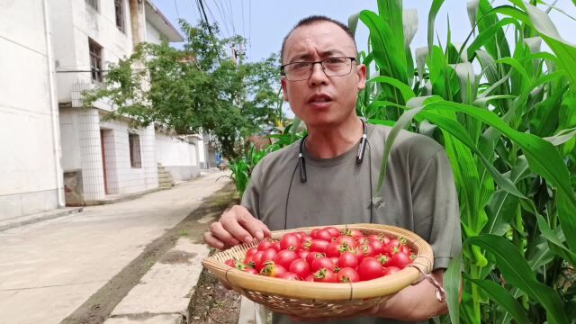 汉中小伙种植神秘果子韩国引进,貌似圣女果味道大不同,本地独家