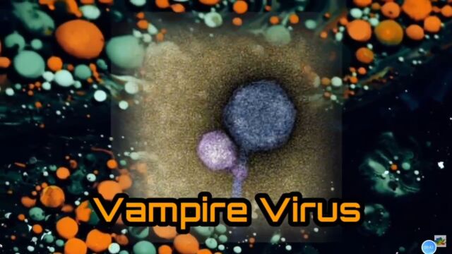 First ever 'vampire viruses' are discovered in the wild in the US