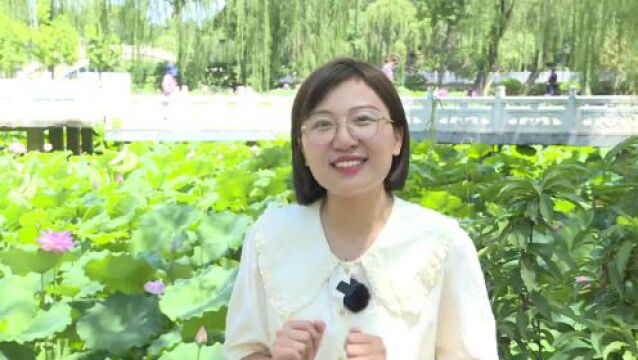 【这么近,那么美,周末到河北】石家庄市裕西公园:夏日荷花初绽放 荷香阵阵惹人醉