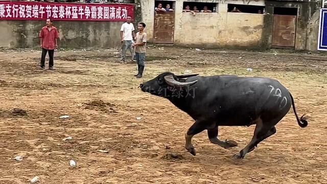 霸王龙牛王躲掉了对手大碰让对手直接碰在墙上,如何反击对手推翻倒地反败为胜 #斗牛#斗牛视频#斗牛爱好者 #牛王争霸赛