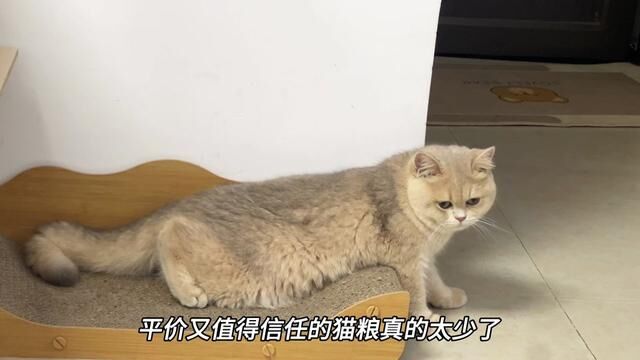 平价又值得信任的猫粮真的太少了!#萌宠好物 #养猫人 #记录猫咪日常 #吃货猫 #快赶紧拿给猫猫吃吧