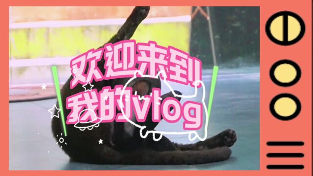 猫咪vlog