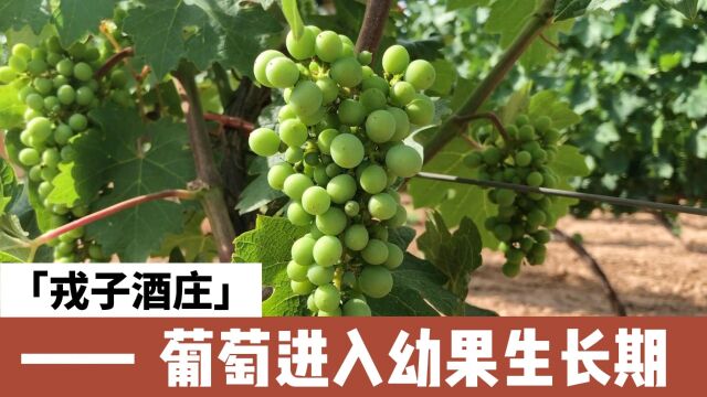 #戎子酒庄 #戎子酿酒葡萄种植基地 葡萄进入幼果生长期,此时,需要对葡萄树进行摘新、除草等工作,确保葡萄的营养充分.