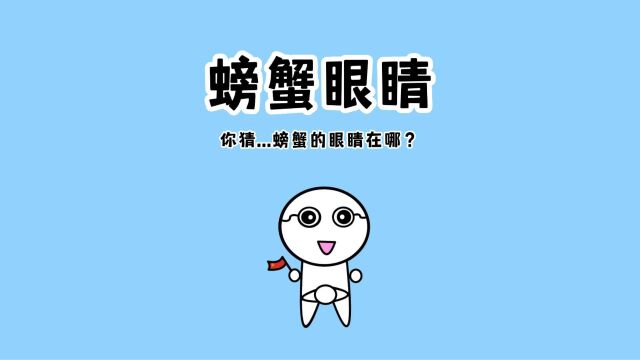 你猜...螃蟹的眼睛在哪?