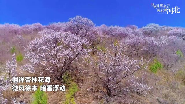 唐山丰润:山河有“杏”春光胜