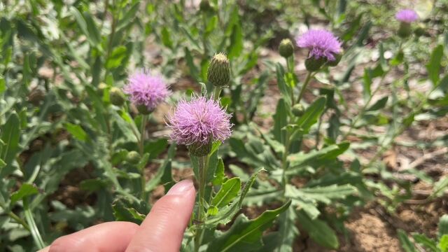 田间1植物刺金花,可食用还可止血价值极高,可惜懂得人太少了