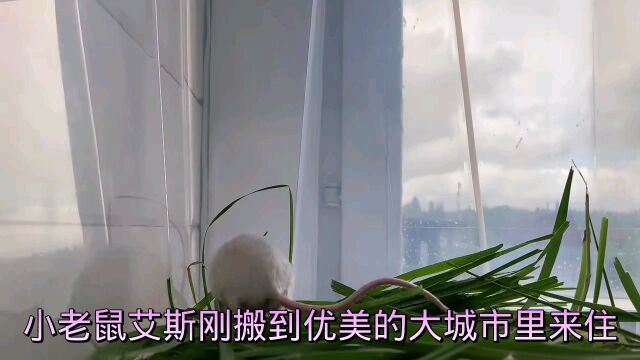 一只小老鼠