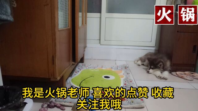 西施犬的优点,缺点