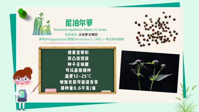 长白山植物千“种”风情|尼泊尔蓼