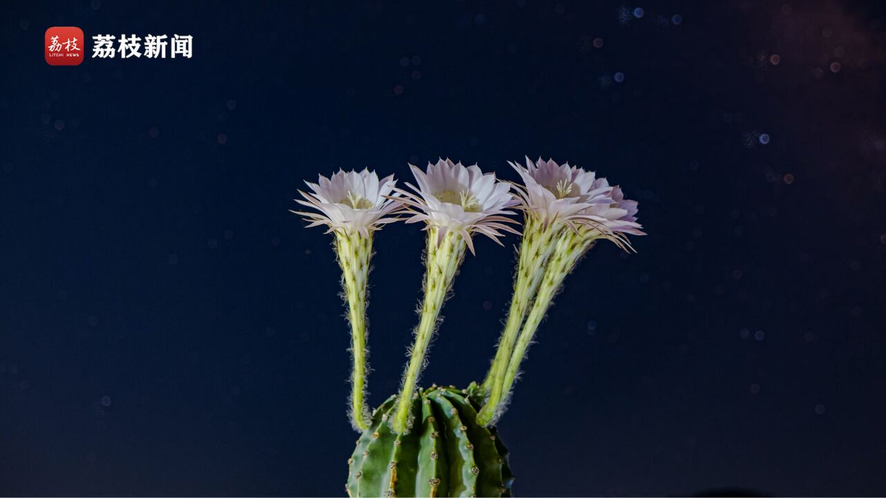 治愈!延时摄影记录星空下仙人掌花开