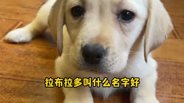 拉布拉多叫什么名字好?给你取一个,不信你不喜欢