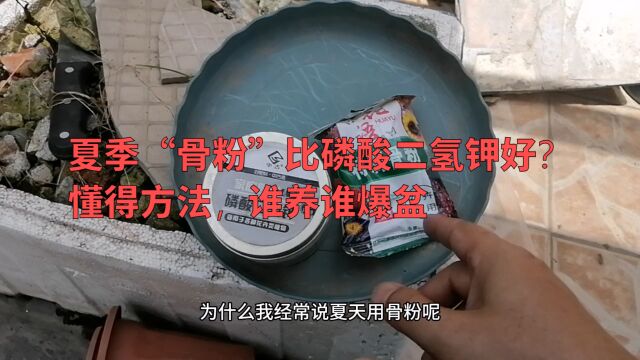 夏季“骨粉”比磷酸二氢钾好?懂得方法,谁养谁爆盆