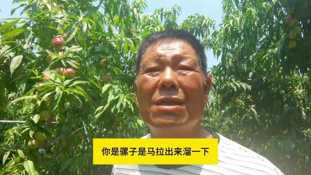 农民大哥科学种植珍珠枣油桃7年,卖价总比别人高,听他讲窍门 #珍珠枣油桃