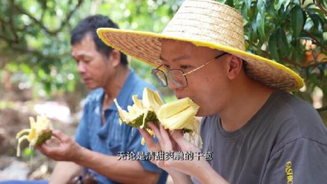 活力红丰:以菠萝蜜打造走向全国的甜香金名牌