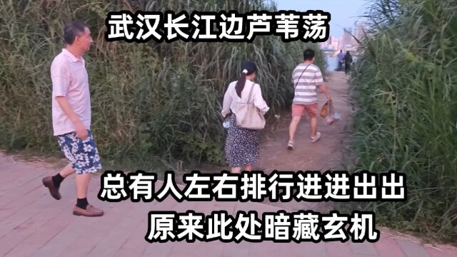 武汉长江边出现芦苇荡,总有大爷大妈进进出出,原来此处暗藏玄机