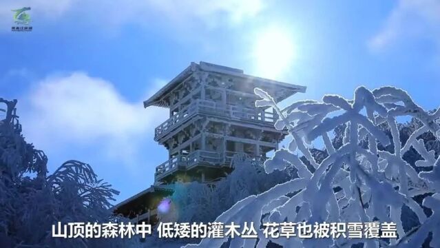 雪后饶河美如画 玉树琼枝入画来