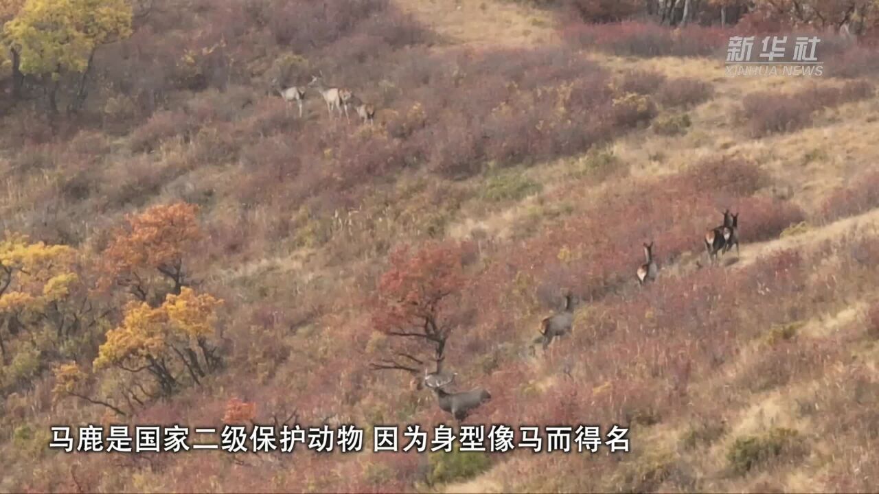 生态向好 成群野生马鹿现身内蒙古赤峰市