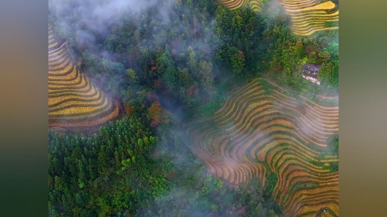 丰收在望!航拍龙脊梯田金色水稻美出层次感