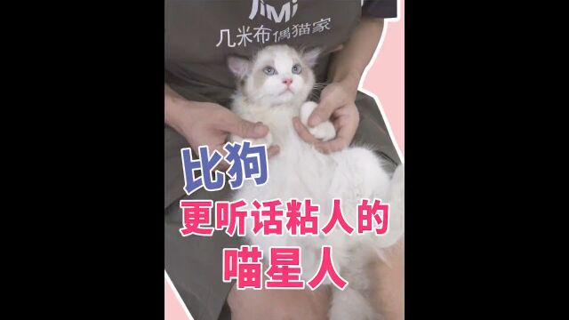 比狗更听话粘人的猫虎杖弟弟顶级传统系海双布偶猫 #萌宠成精了