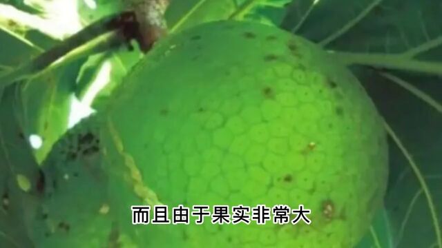 神奇的猴面包树,不仅结“面包”,生长过程还很彪悍