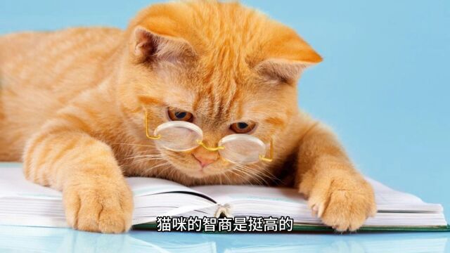 最“聪明”的猫排行榜:美貌与智商并存