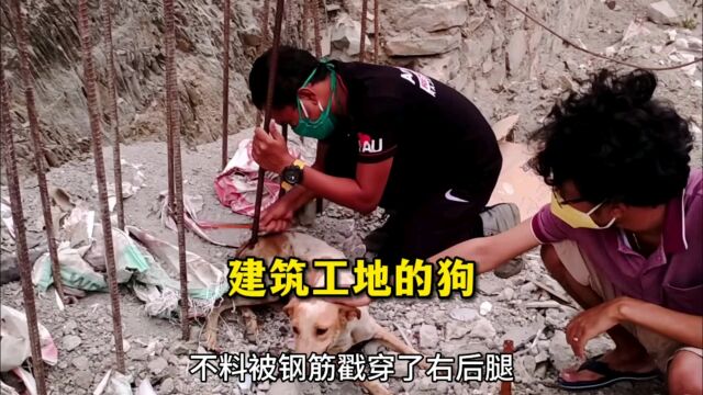 狗狗工地遇险,爱心小哥无私帮助,这是一个感人的故事