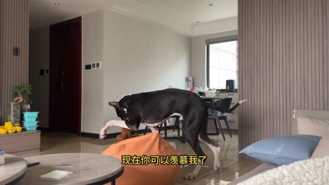 犬界温柔的巨人,大丹犬的秘密狗大丹犬宠物知识宠物科普