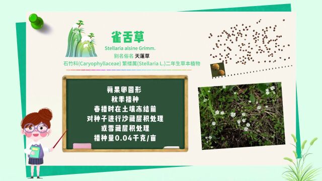 探秘!长白山植物千“种”风情~雀舌草