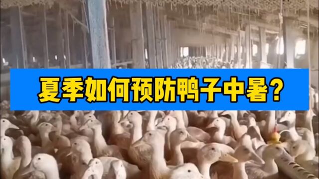 利皇动保分享:夏季如何预防鸭子中暑?