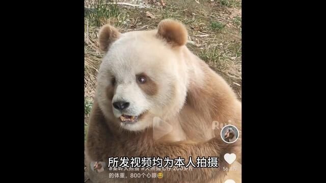 #秦岭大熊猫 #大熊猫七仔 关于未经本人授权盗图商用的事