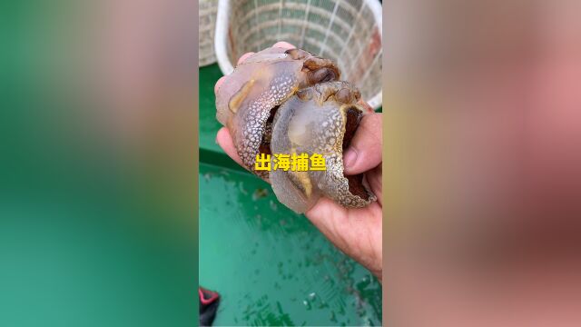 带粉丝出海捕鱼