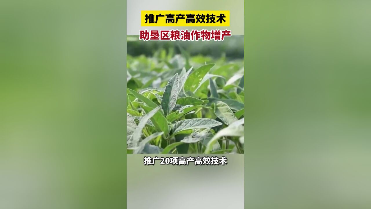 推广高产高效技术,助垦区粮油作物增产