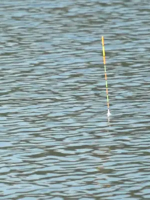 小麦穗闹窝严重怎么钓鱼 m35265k6wf6_vt.jpg