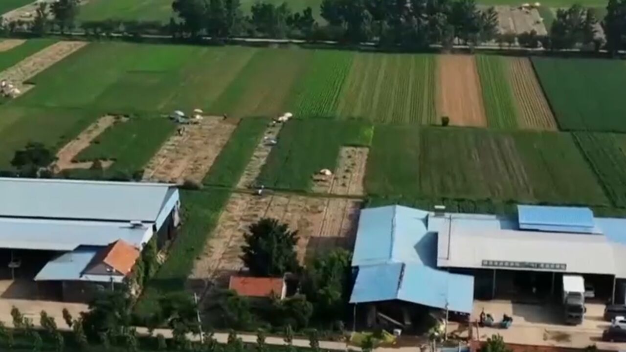 为了让农户没有后顾之忧,当地政府成立合作社加经纪人的体系,助力农户增收致富