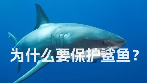 为什么要保护鲨鱼？《巨齿鲨2：深渊》中的做法是否值得提倡？
