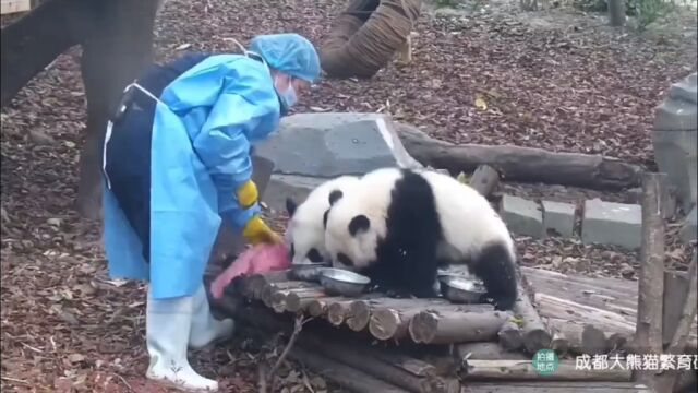 来看看大熊猫幼崽时期的可爱瞬间吧