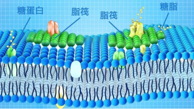 细胞膜膜脂的分布