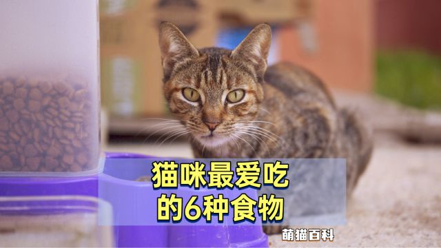 猫咪最爱吃的6种食物,对它来说,是人间美味!