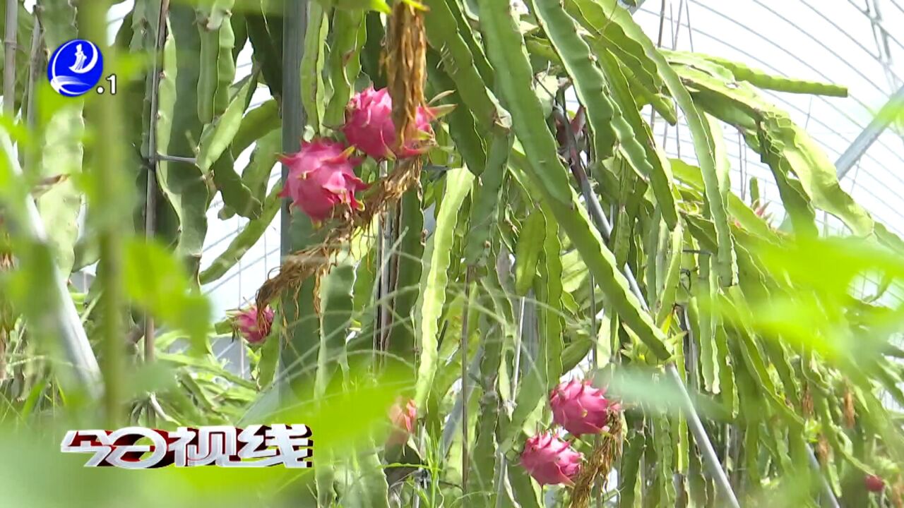 盛夏水果采摘忙 “ 甜蜜经济”促增收