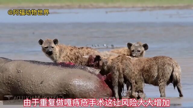 二哥跟河马的故事鬣狗河马动物世界野生动物零距离动物世界精彩解说