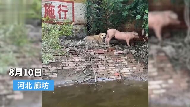 小猪因洪水被饿10天瘦成S形身材,网友:洪水中的猪坚强