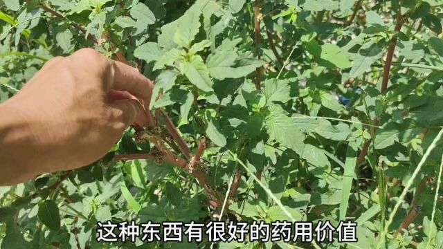 这种叫作刺苋的野菜,很多人不知道它的药用价值,你们认识吗